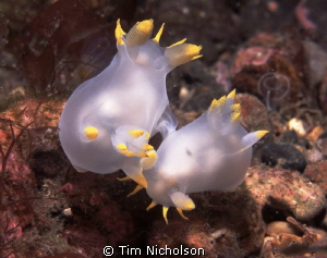 Nudi love for St.Valentines day. A pair of Polycera Faero... by Tim Nicholson 